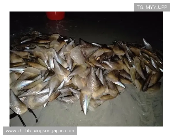 凌晨赶海惠州市民收获满满海鲜桶，惠州赶海几点去比较好